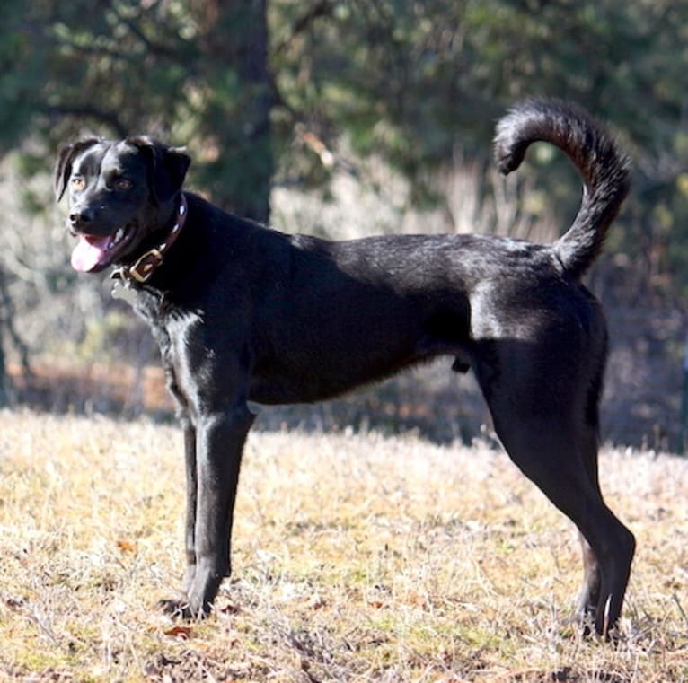 Toby, a Rottweiler and Labrador Retriever mix tested with EmbarkVet.com