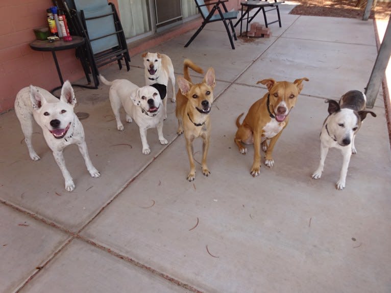 Doc, a Chihuahua and American Pit Bull Terrier mix tested with EmbarkVet.com