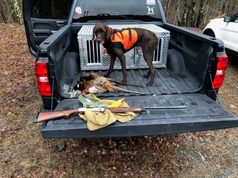 Clementine, a Pudelpointer tested with EmbarkVet.com