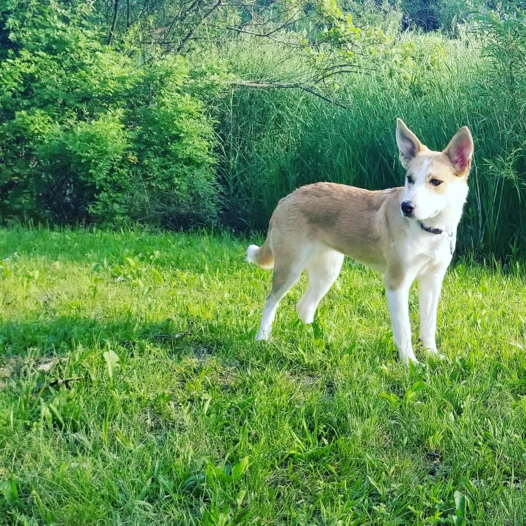 Eowyn, an Australian Shepherd and Australian Cattle Dog mix tested with EmbarkVet.com