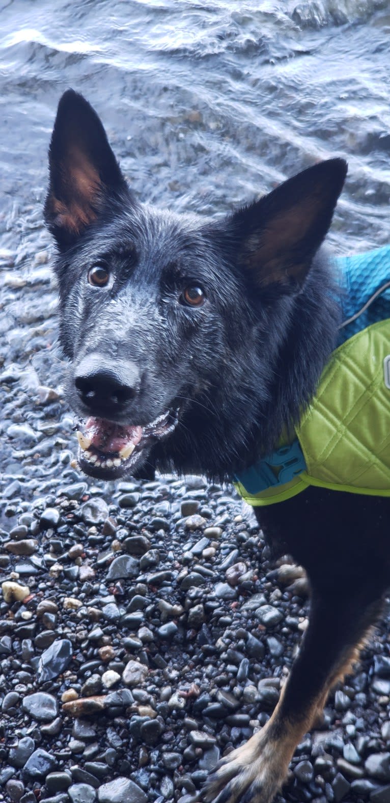 Carmen, a German Shepherd Dog tested with EmbarkVet.com