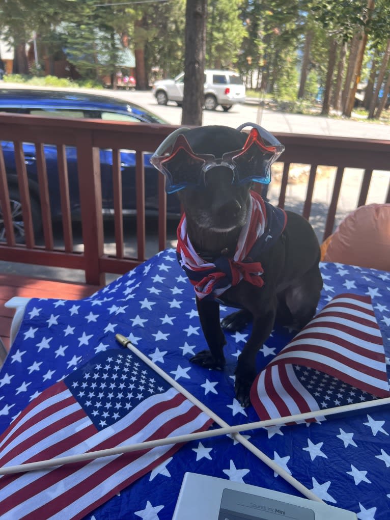 Fay, a Rat Terrier and Chihuahua mix tested with EmbarkVet.com