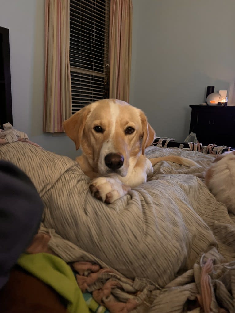 Buzz, a Labrador Retriever and Siberian Husky mix tested with EmbarkVet.com