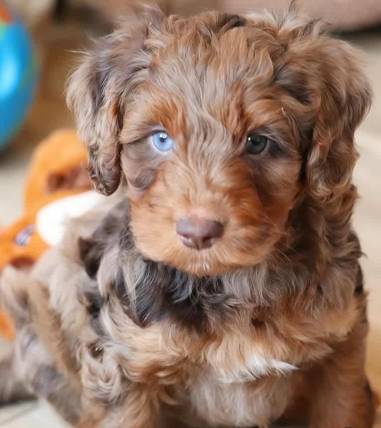 Affogato, a Poodle (Standard) and Poodle (Small) mix tested with EmbarkVet.com