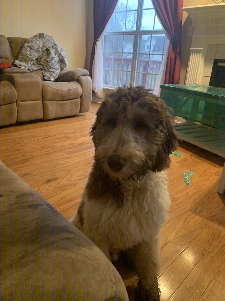 Oakley, a Goldendoodle tested with EmbarkVet.com