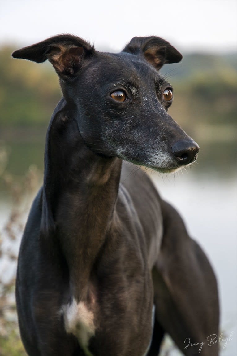 Babsan, a Whippet tested with EmbarkVet.com