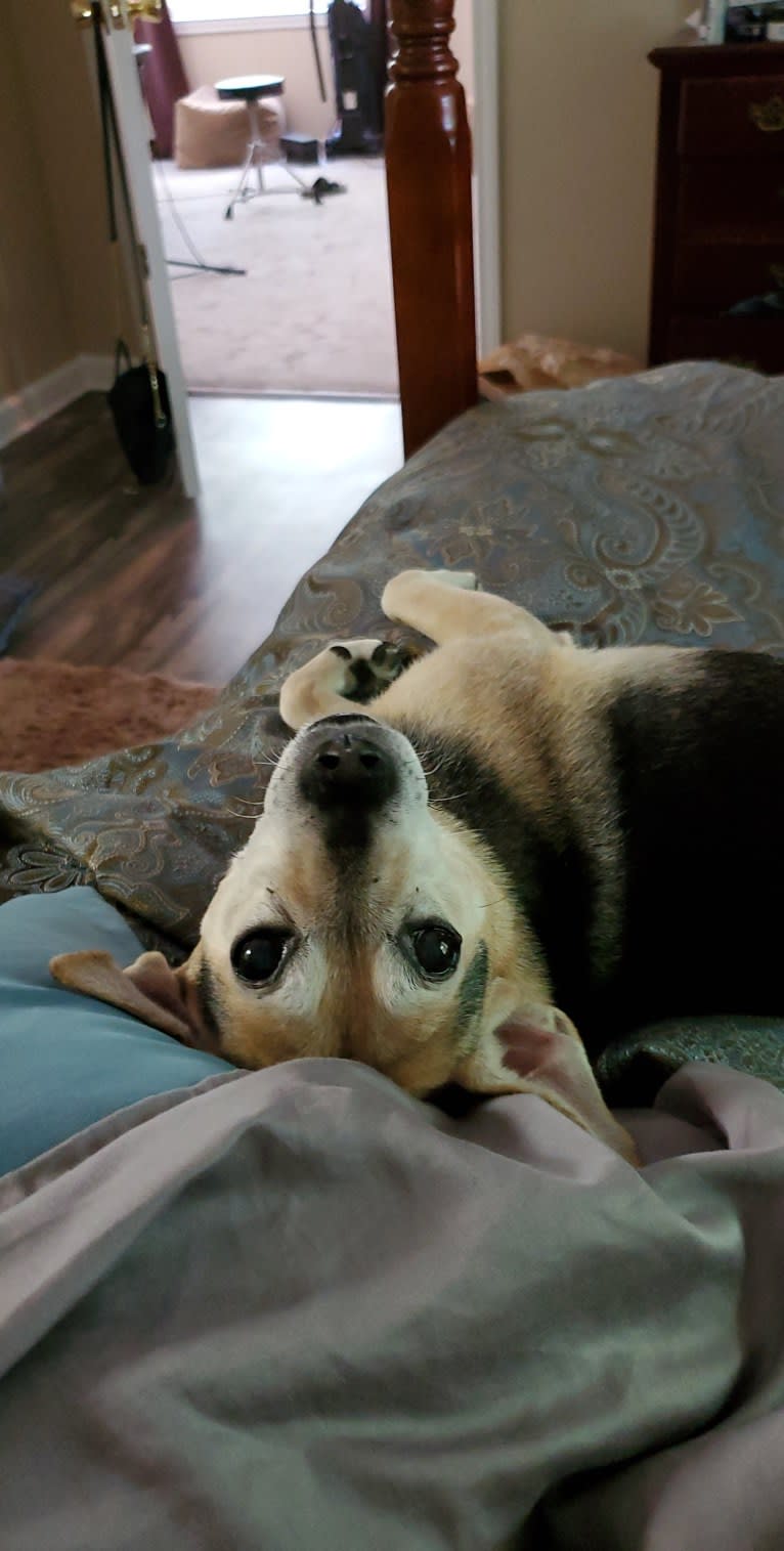 Buddy, a Russell-type Terrier and Chihuahua mix tested with EmbarkVet.com