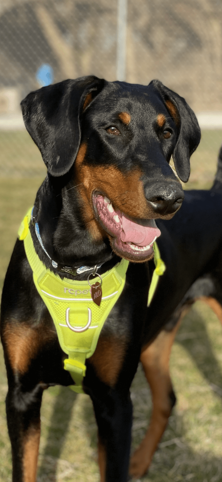 Arlo, a Doberman Pinscher tested with EmbarkVet.com