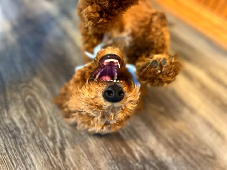 Mac Daddy, a Poodle tested with EmbarkVet.com