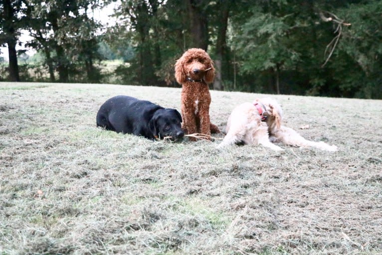 Rowdy, a Poodle (Standard) tested with EmbarkVet.com