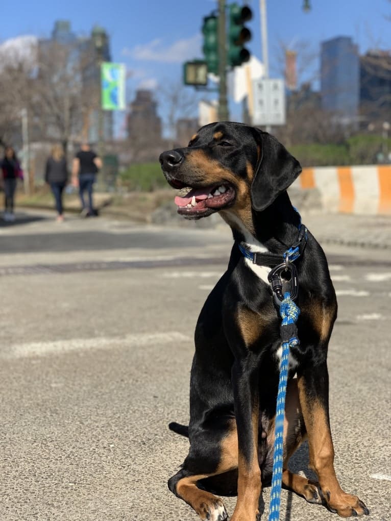 Andy, a Treeing Walker Coonhound and Redbone Coonhound mix tested with EmbarkVet.com