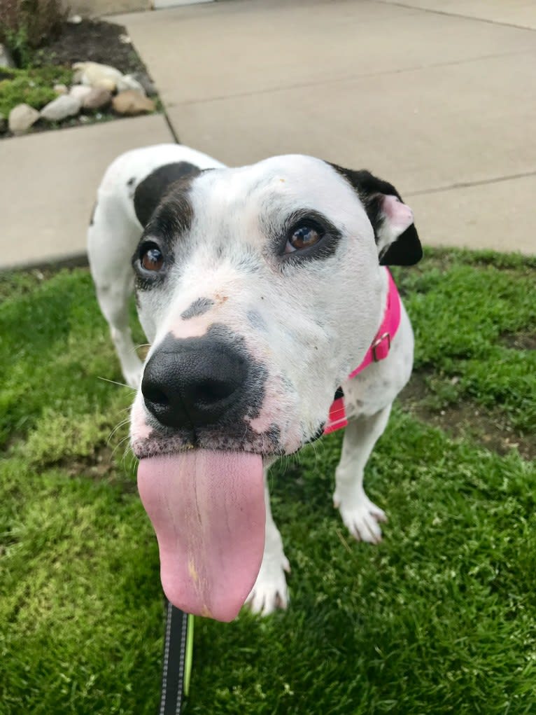 Lucie, an American Pit Bull Terrier and Boxer mix tested with EmbarkVet.com