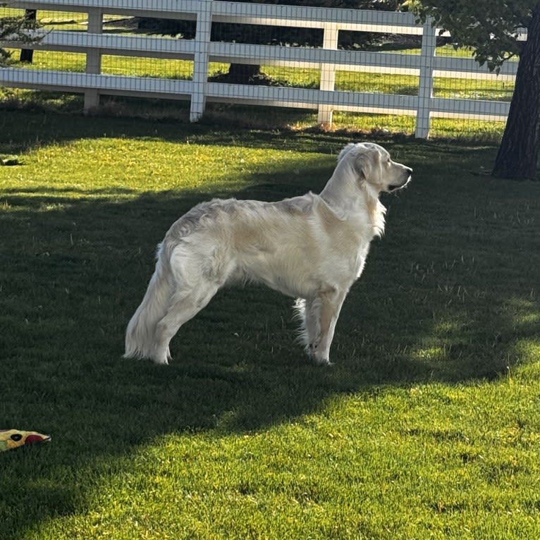 RIGGINS, a Golden Retriever tested with EmbarkVet.com
