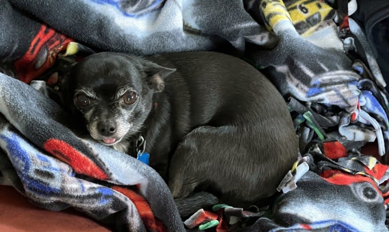 Tango, a Chihuahua tested with EmbarkVet.com