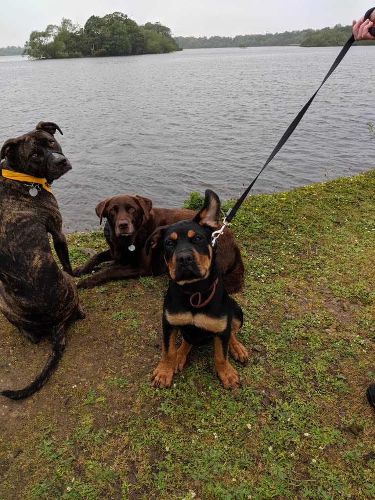 Regan, a Rottweiler and Bullmastiff mix tested with EmbarkVet.com