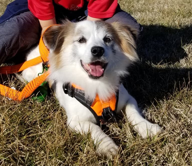 Manny, a Japanese or Korean Village Dog tested with EmbarkVet.com