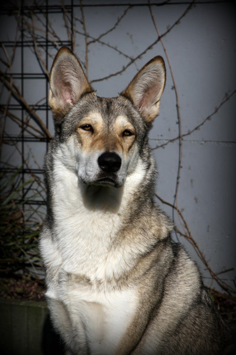 Luna, a Saarloos Wolfdog tested with EmbarkVet.com