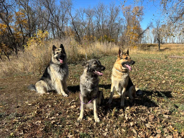 Pike’s Luther Beasley v. Zion, a Shiloh Shepherd tested with EmbarkVet.com