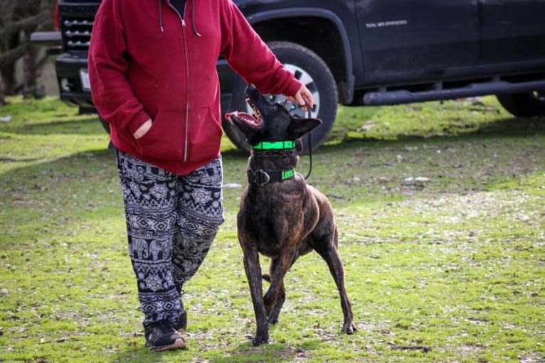 Static, a Dutch Shepherd tested with EmbarkVet.com