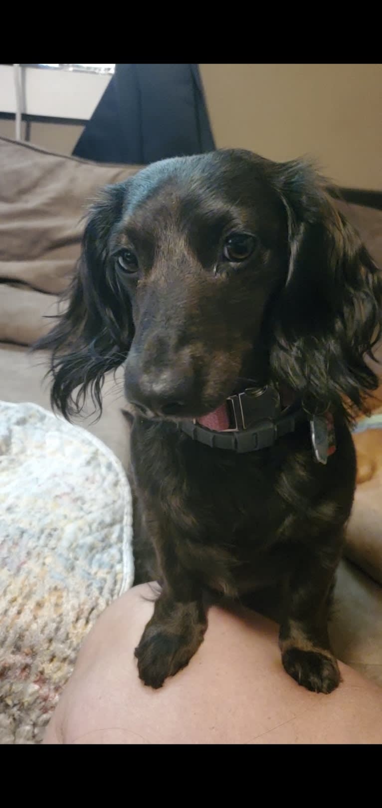 Maggie, a Dachshund tested with EmbarkVet.com