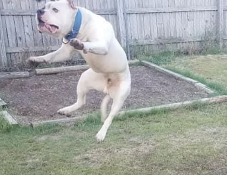 Bruno, an American Bulldog tested with EmbarkVet.com