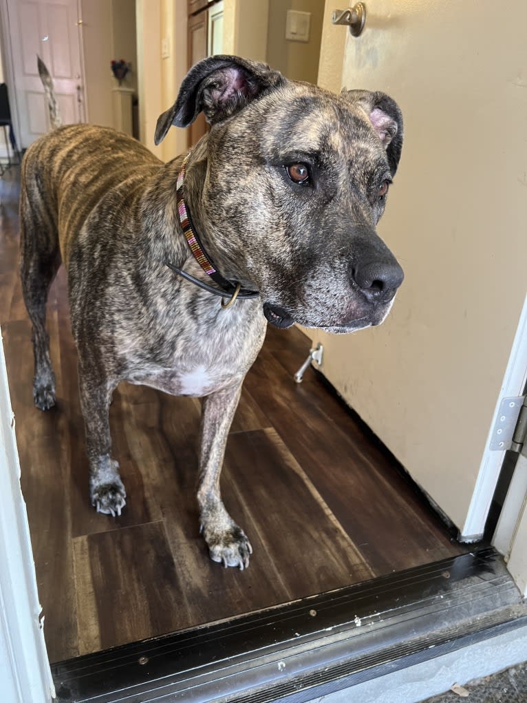 Camo, an American Pit Bull Terrier and Neapolitan Mastiff mix tested with EmbarkVet.com