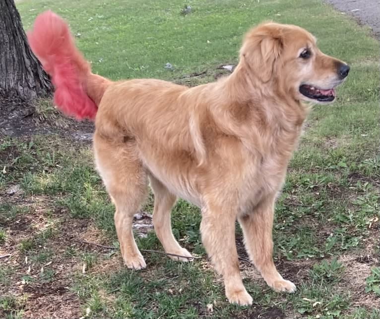 Timber “Gross Manor’s I’ll Be The One You Won’t Forget”, a Golden Retriever tested with EmbarkVet.com