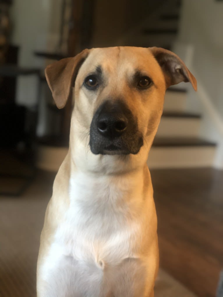 Olive, an Australian Cattle Dog and Great Pyrenees mix tested with EmbarkVet.com