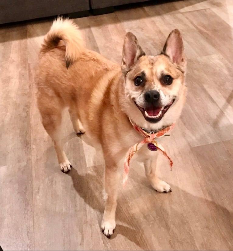 Lucian Thor, a Pomeranian and Shetland Sheepdog mix tested with EmbarkVet.com