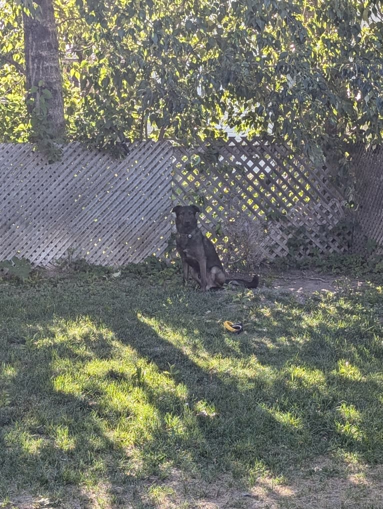 Demon, a Labrador Retriever and Siberian Husky mix tested with EmbarkVet.com