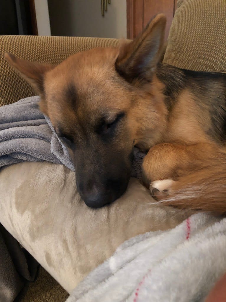 Mick, a Siberian Husky and German Shepherd Dog mix tested with EmbarkVet.com