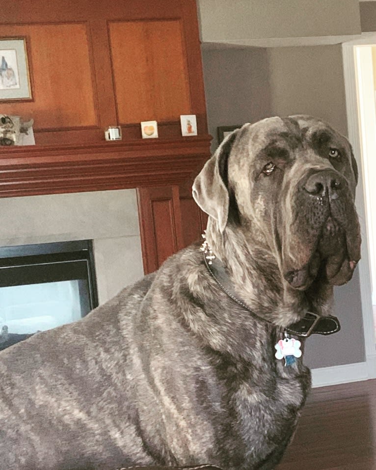 Rocco Roman Hughes, a Cane Corso tested with EmbarkVet.com