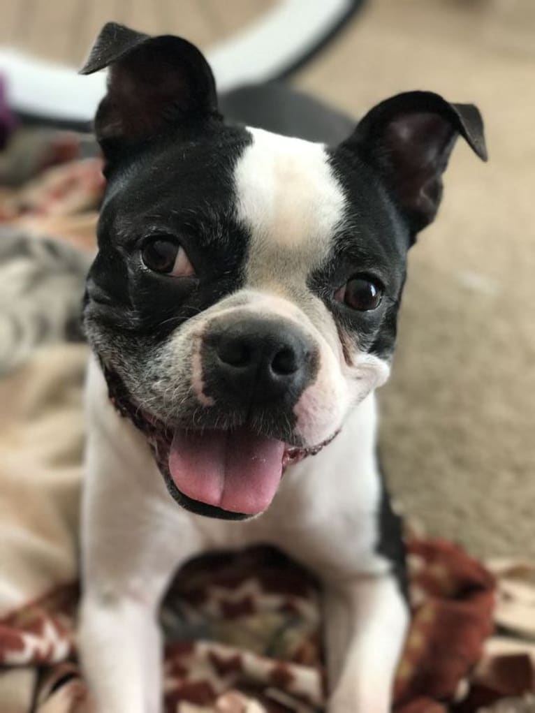 Olive, a Boston Terrier tested with EmbarkVet.com