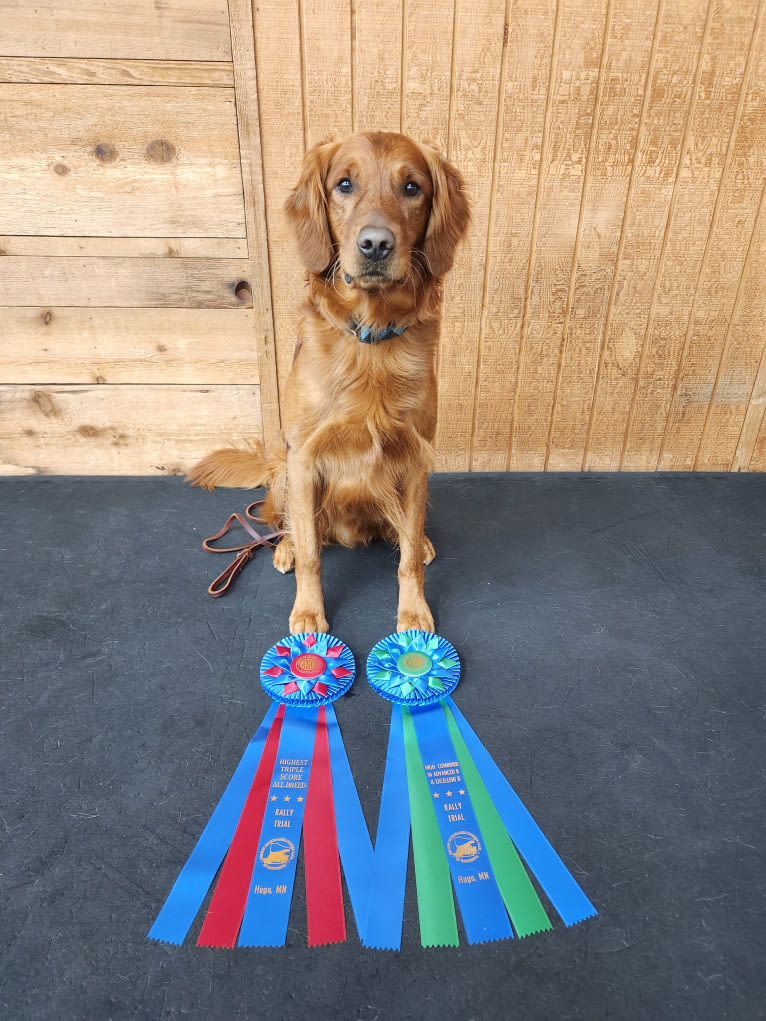 Eclipse, a Golden Retriever tested with EmbarkVet.com