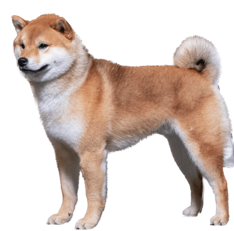 Kami, a Shiba Inu tested with EmbarkVet.com