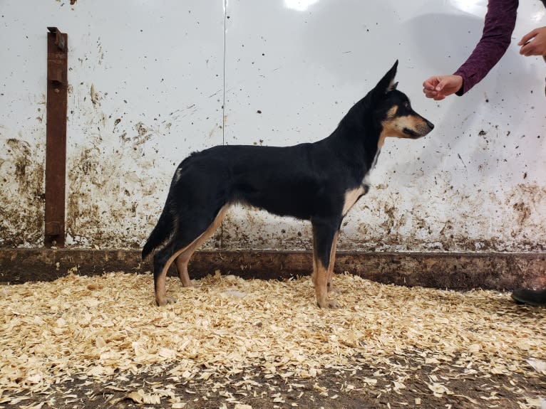 Rose, an Australian Kelpie tested with EmbarkVet.com