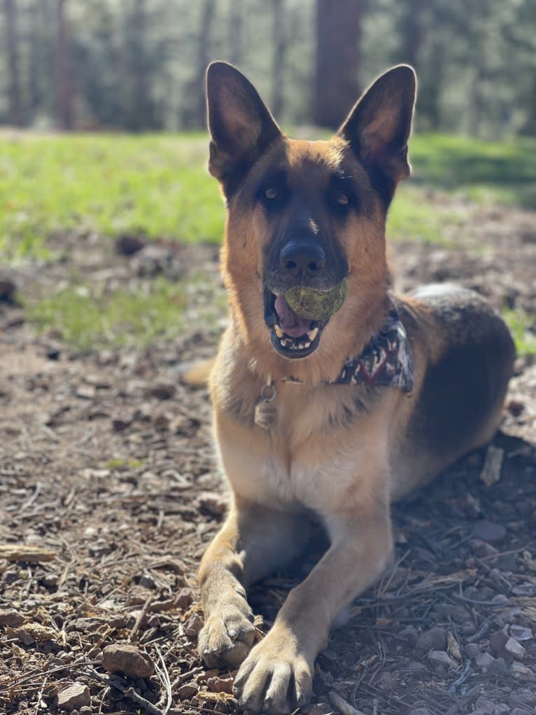 Jonas, a German Shepherd Dog tested with EmbarkVet.com