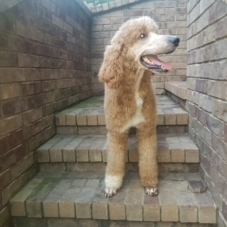 Thorn, a Poodle (Standard) tested with EmbarkVet.com