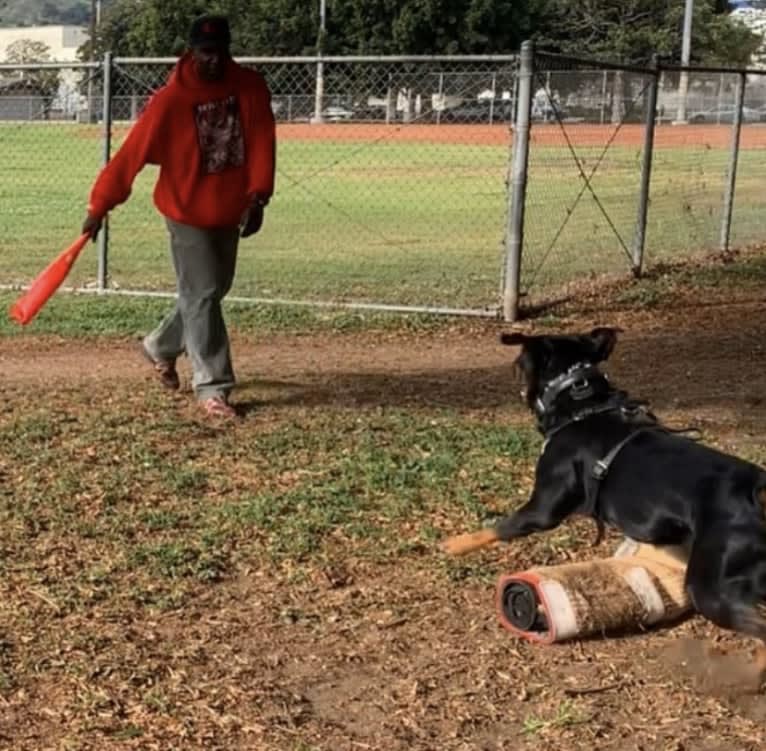 Wüstenhaus Samson, a Rottweiler tested with EmbarkVet.com