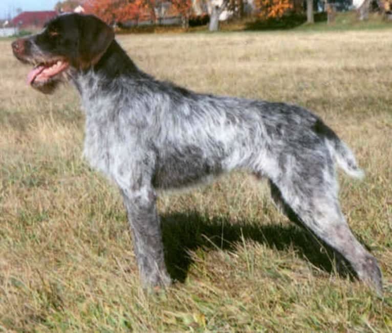 Hasan z Lišova, a Cesky Fousek tested with EmbarkVet.com