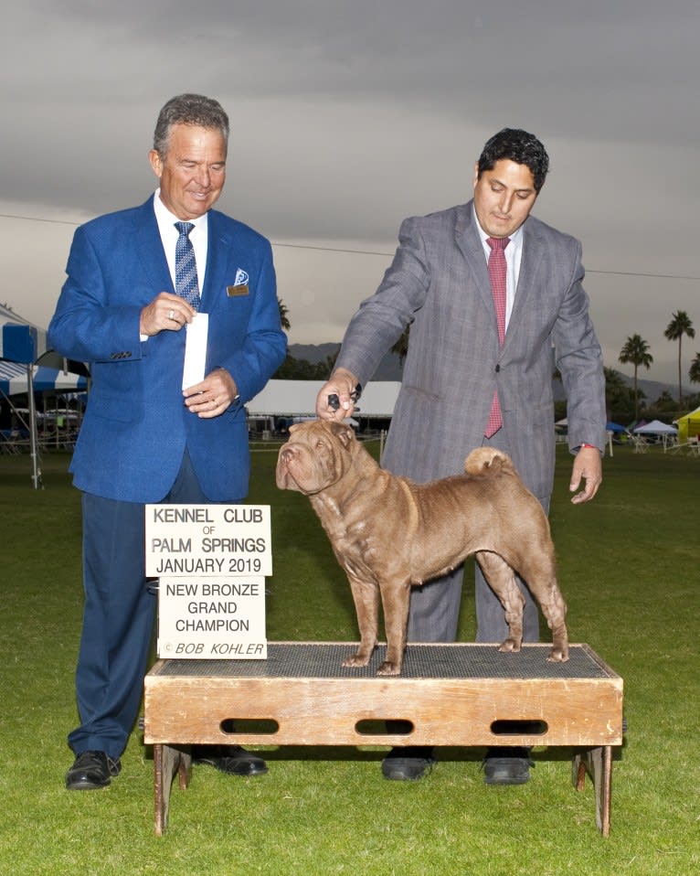 Cara, a Chinese Shar-Pei tested with EmbarkVet.com