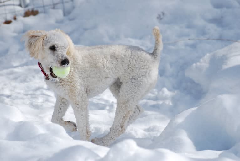 Fig, a Soft Coated Wheaten Terrier and Miniature Schnauzer mix tested with EmbarkVet.com