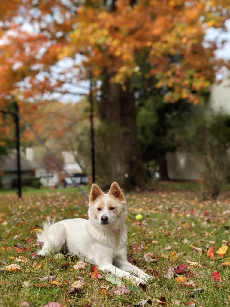 Artemis, a Japanese or Korean Village Dog tested with EmbarkVet.com