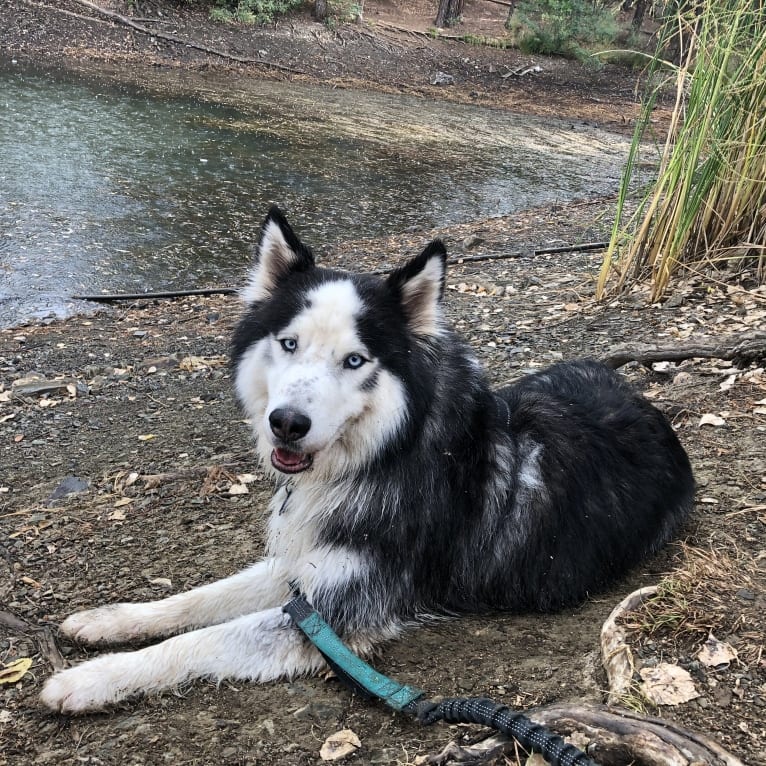 Jack, a Siberian Husky tested with EmbarkVet.com