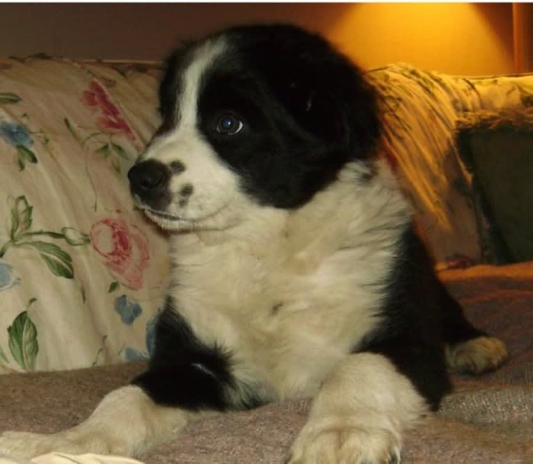 Apollo, a Border Collie and Australian Shepherd mix tested with EmbarkVet.com