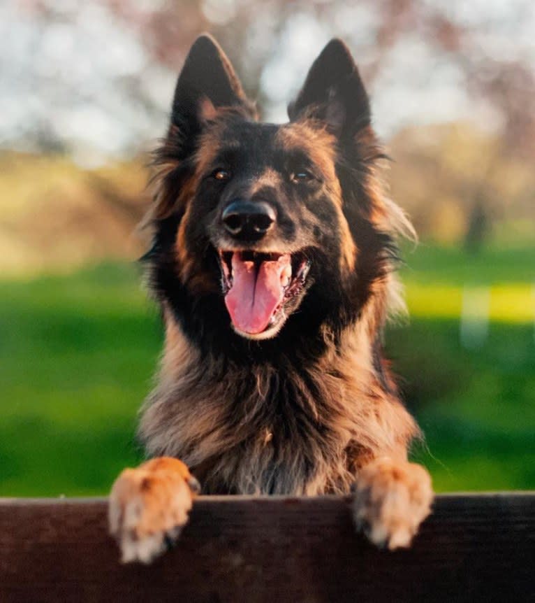 Rush, a Belgian Shepherd tested with EmbarkVet.com