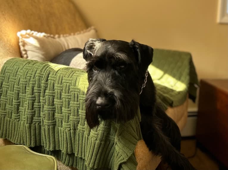 Cricket, a Standard Schnauzer tested with EmbarkVet.com