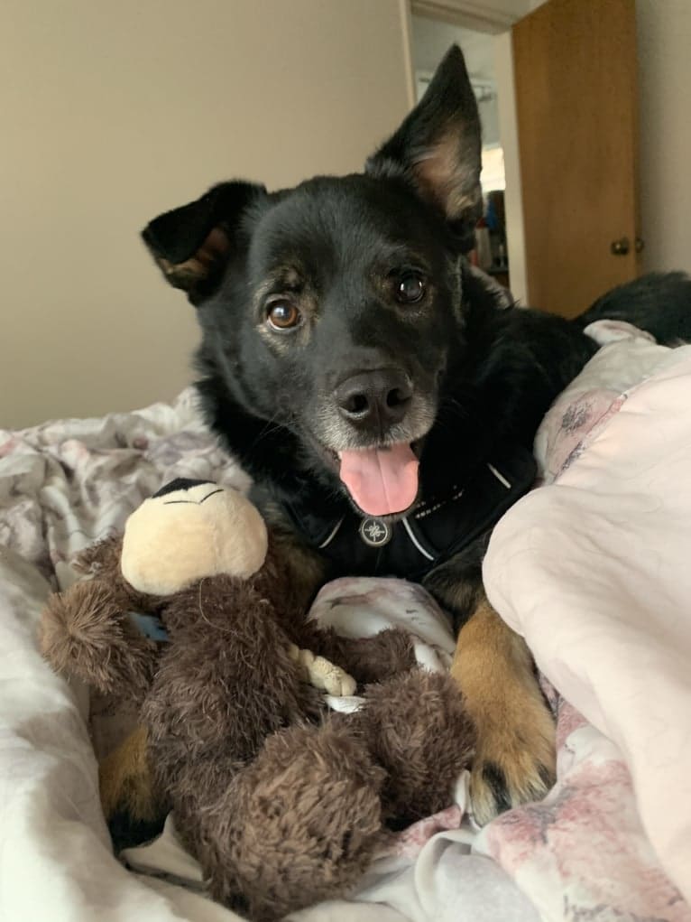 Remy, a Norwegian Elkhound and Australian Shepherd mix tested with EmbarkVet.com