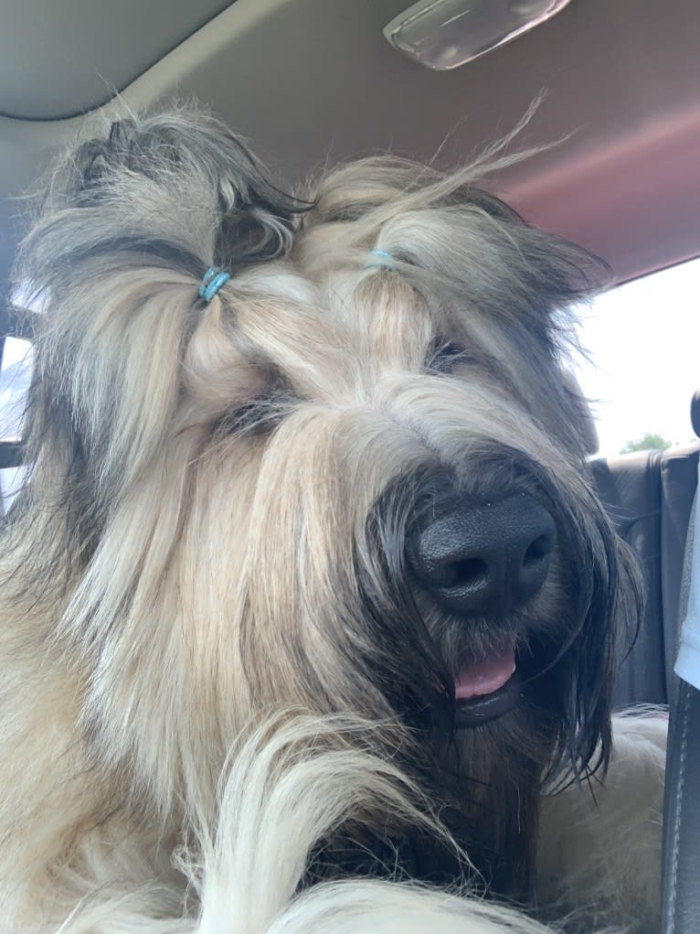 Tj Ch Tambrie’s Right Place Right Time, a Briard tested with EmbarkVet.com