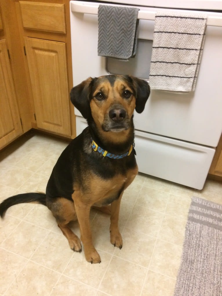 Tamby, an American Foxhound and German Shepherd Dog mix tested with EmbarkVet.com